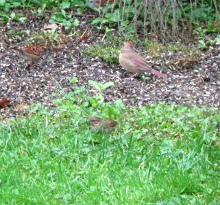 IMG 0276 c Lincoln's Sparrow Kankakee IL 10-9-2014 photo