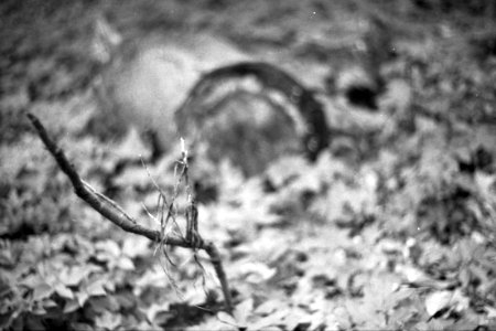 Praktica BC1 - Twig