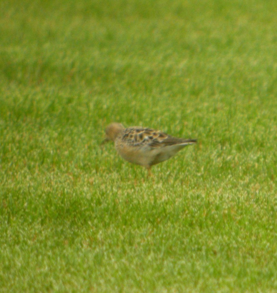 DSCN4312 c Buff-breasted Sandpiper H & E Sod Momence IL 9-11-2014