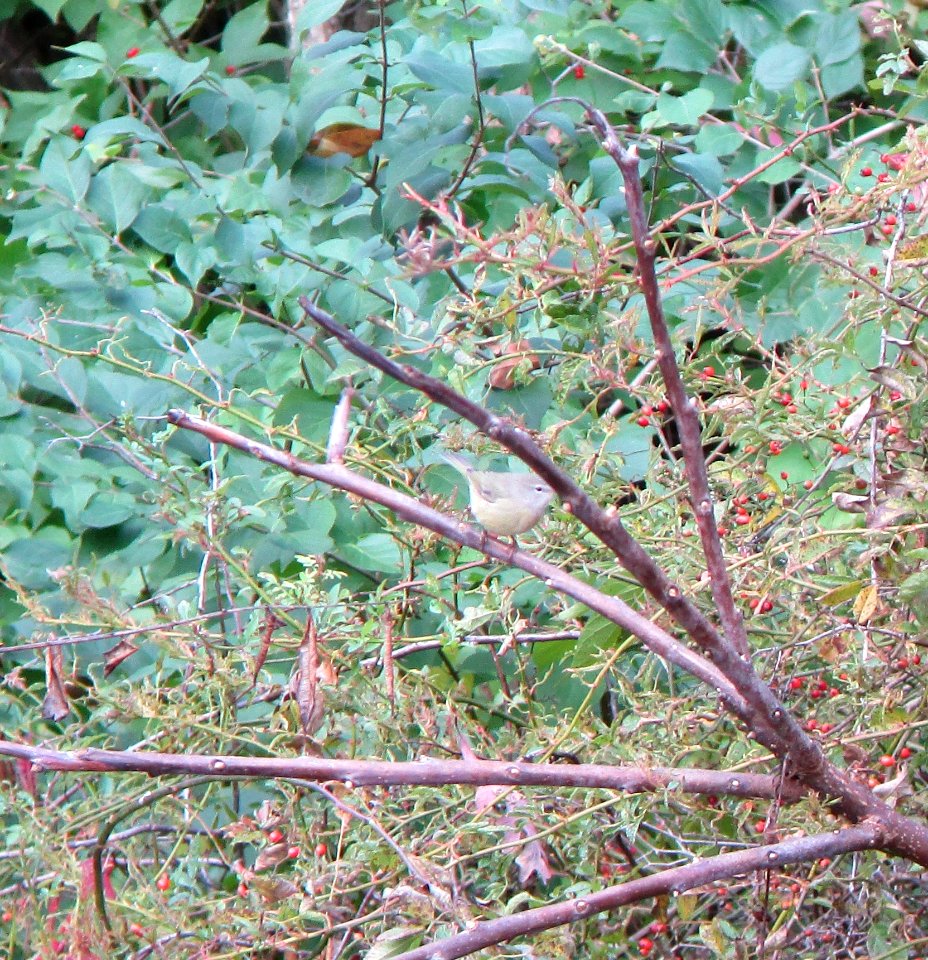 IMG 0366 c Orange-crowned Warbler  Bourbonnais IL 10-21-2014
