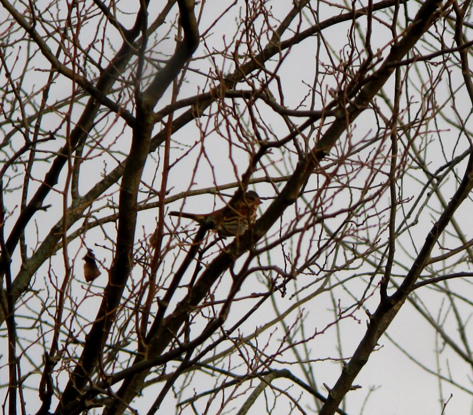 IMG 0524 c Fox Sparrow  Bourbonnais IL 10-30-2014