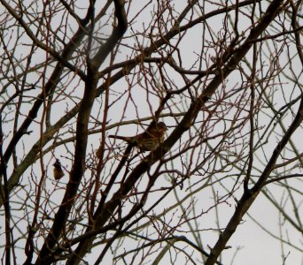 IMG 0524 c Fox Sparrow  Bourbonnais IL 10-30-2014