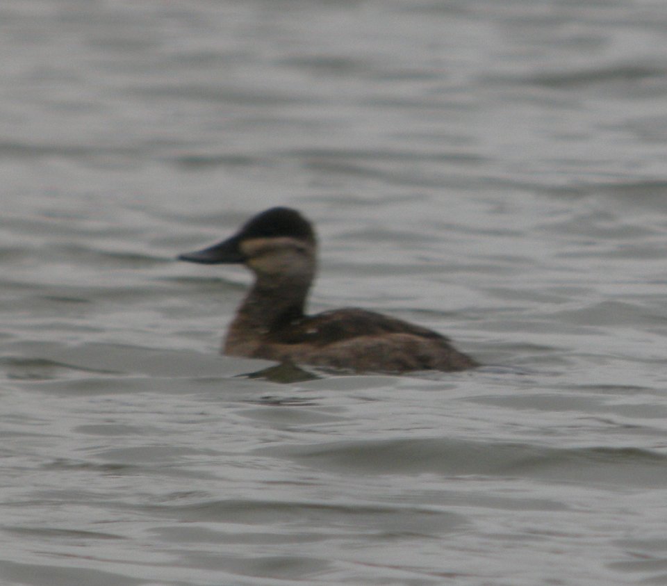DSCN4559 c Ruddy Duck  Bourbonnais Twp IL 10-15-2014
