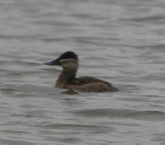 DSCN4559 c Ruddy Duck  Bourbonnais Twp IL 10-15-2014