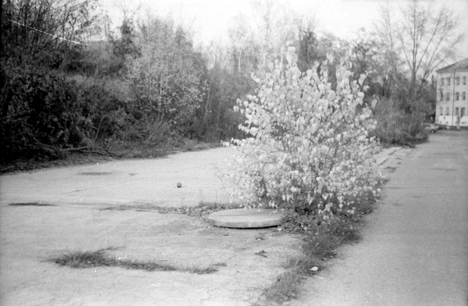 Sokol 2 - Yellow Bush