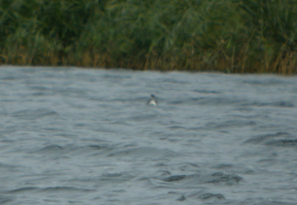 DSCN4745 c Horned Grebe Willow Slough FWA IN 10-29-2014