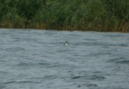 DSCN4745 c Horned Grebe Willow Slough FWA IN 10-29-2014 photo