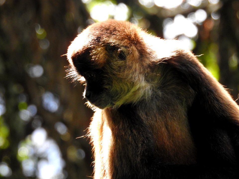 Costa Rica's Spyrogyra and Zoo