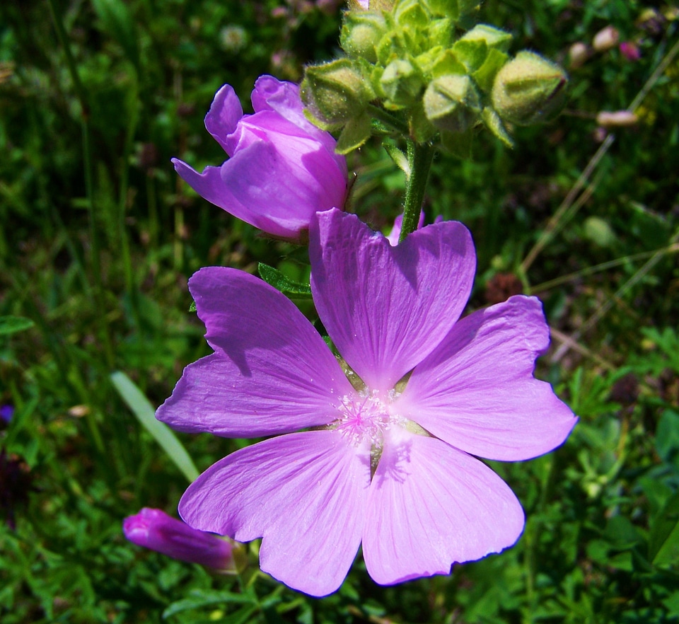 Pale purple meadow flower summer wildflower