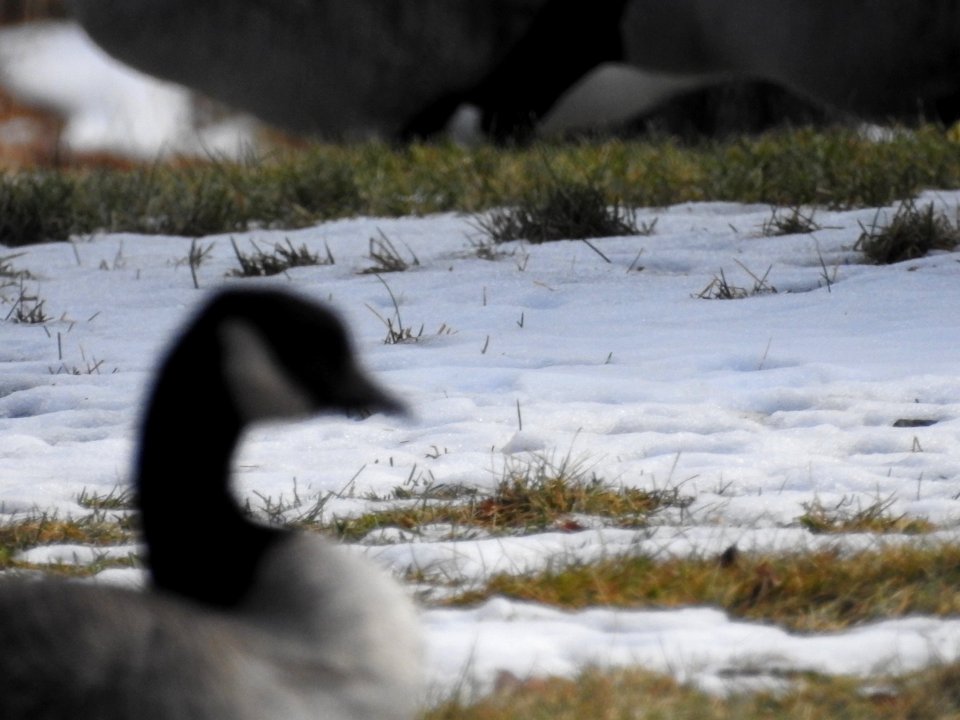 The Canadian Geese from Warren Park