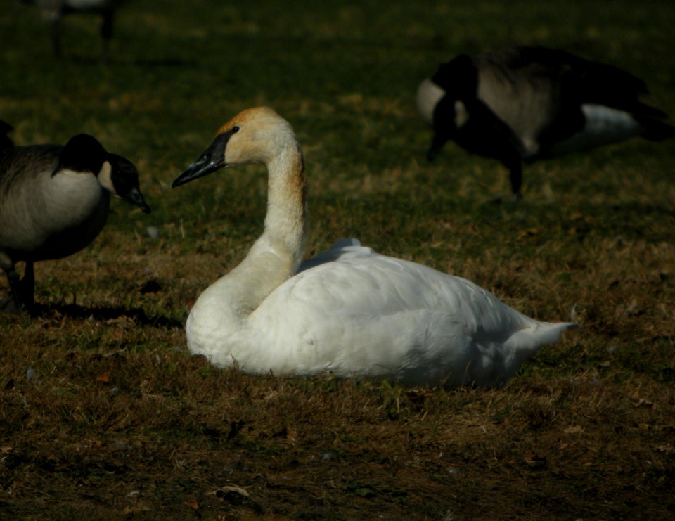 DSCN4735 c Trumpeter Swan  Bourbonnais Twp IL 10-28-2014