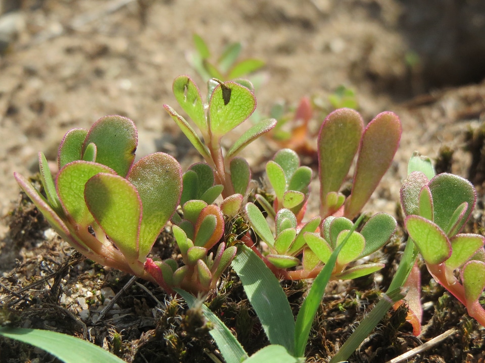 Pigweed little hogweed red root