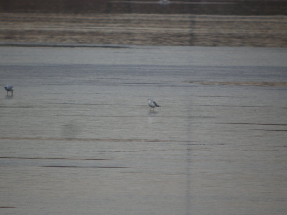 DSCN5268 Mew Gull Cherry Creek SP CO 12-9-2014