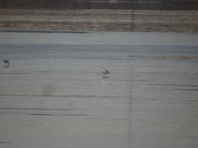 DSCN5268 Mew Gull Cherry Creek SP CO 12-9-2014