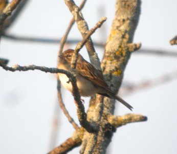 DSCN4728 c Chipping Sparrow  Kankakee IL 10-27-2014