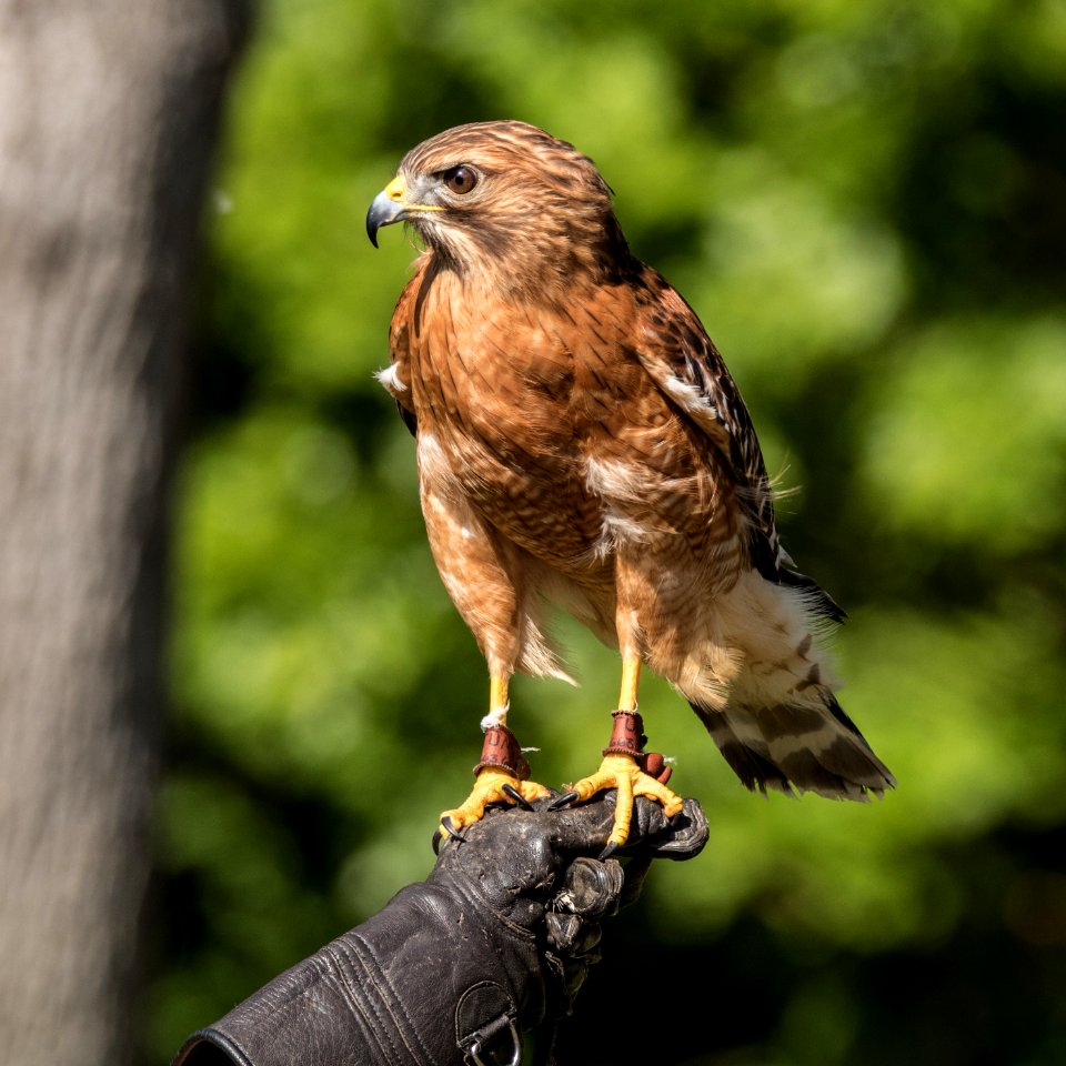 Red-shouldered Hawk