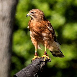 Red-shouldered Hawk