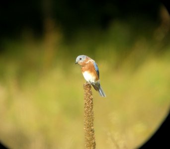 DSCN4409 c Eastern Bluebird  Aroma Twp IL 9-24-2014