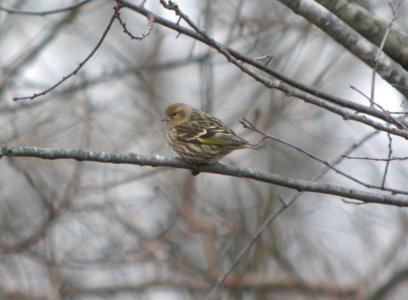 DSCN4975 c Pine Siskin Willow Slough FWA IN 11-25-2014