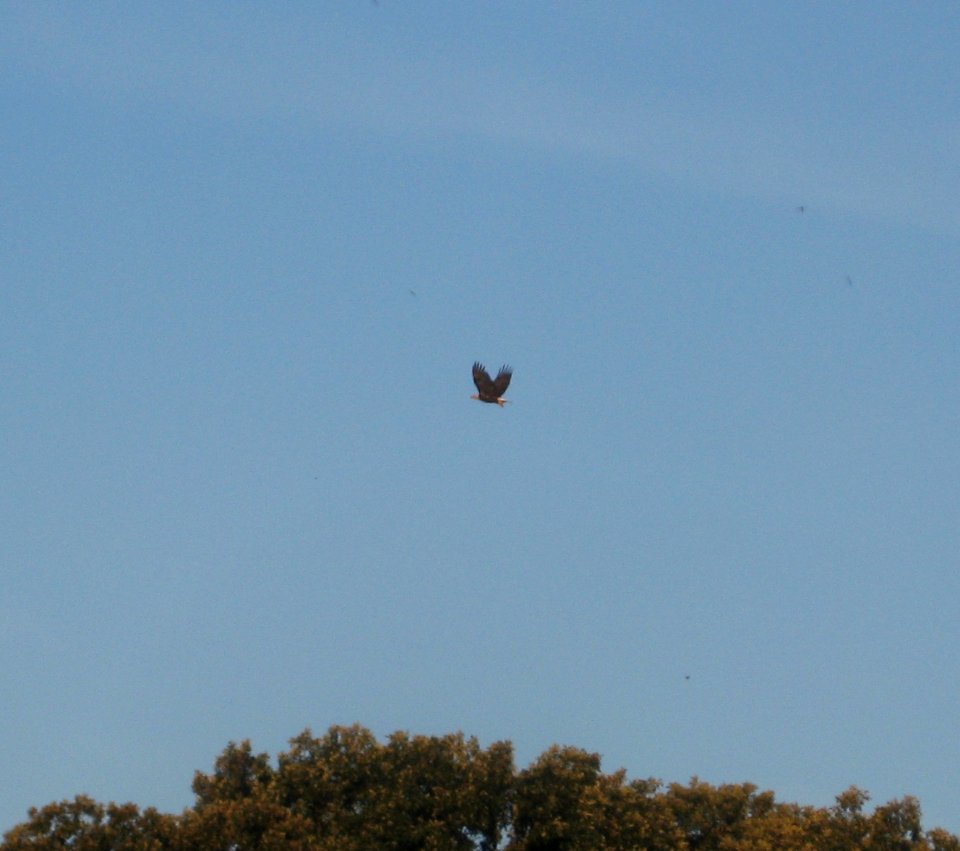 IMG 1569 c Bald Eagle Perry Farm IL 8-28-2014