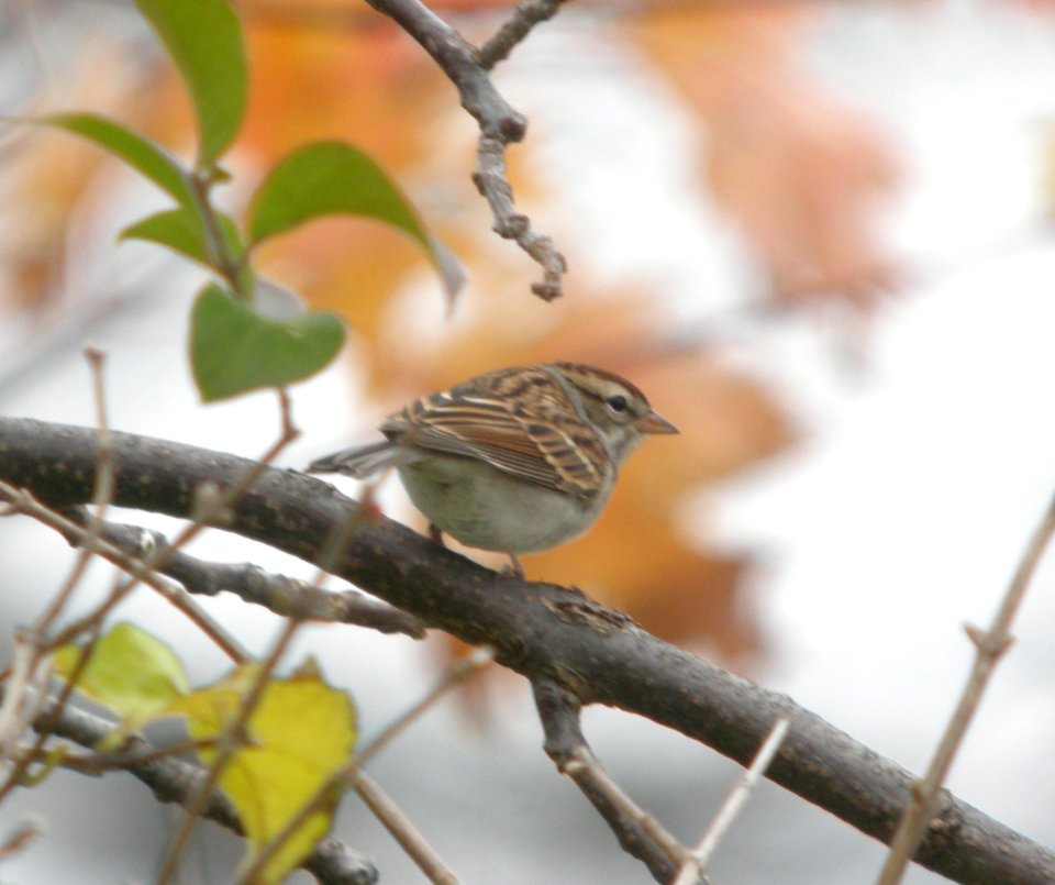 DSCN4863 c Chipping Sparrow  Kankakee IL 11-11-2014