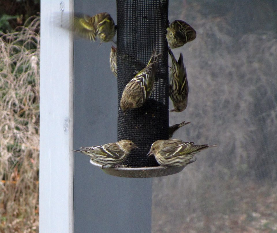 IMG 0641 c Pine Siskin  Kankakee IL 11-14-2014