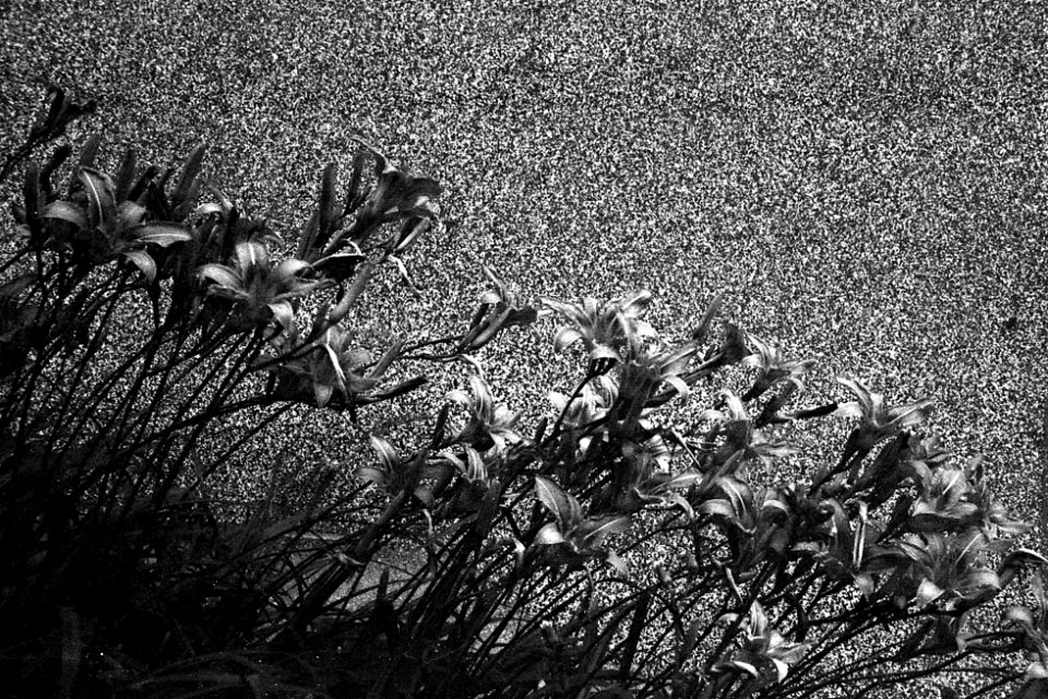 Mamiya 528TL - Flowers at a Wall 2
