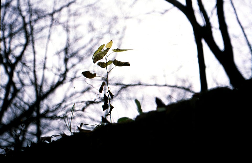Exa + Tessar 2,8/50 - Twig