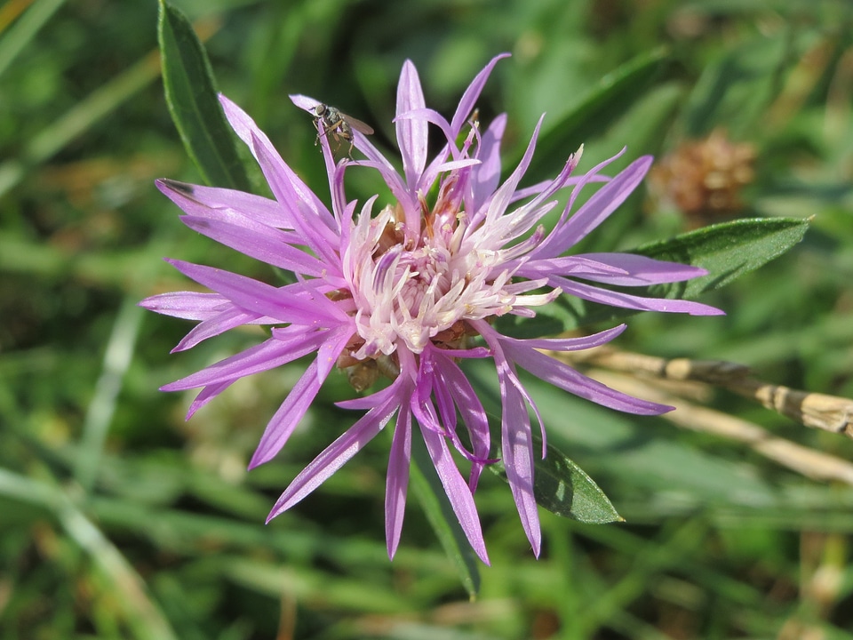 Flora wildfllower macro