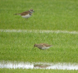 DSCN4263 c Pectoral Sandpiper H & E Sod Momence IL 9-11-2014