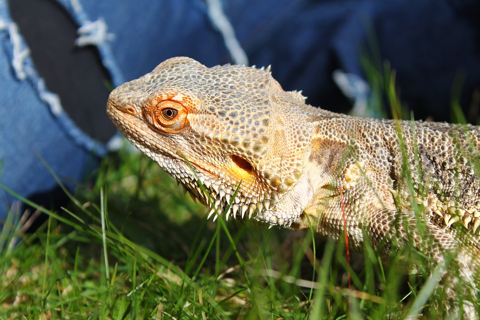 Reptile wildlife animal