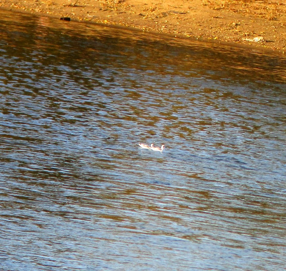 IMG 0554 c Bonaparte's Gull  Kankakee IL 11-1-2014