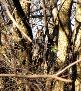 IMG 0956 c Long-eared Owl Kankakee Co  IL 12-26-2014