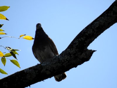 Costa Rica's Spyrogyra and Zoo
