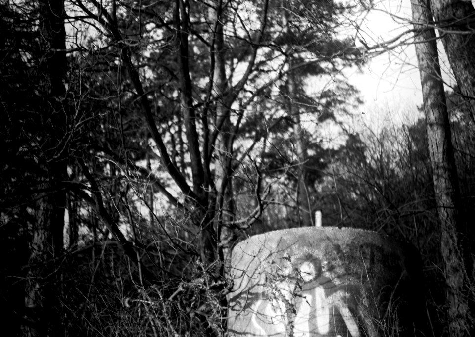 Agfa Billy Record 7.7  - Edge of the Forest