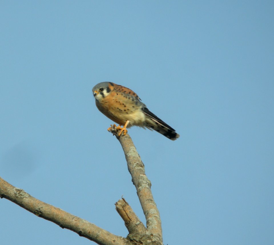 DSCN4782 c American Kestrel TNC Kankakee Sands IN 11-3-2014