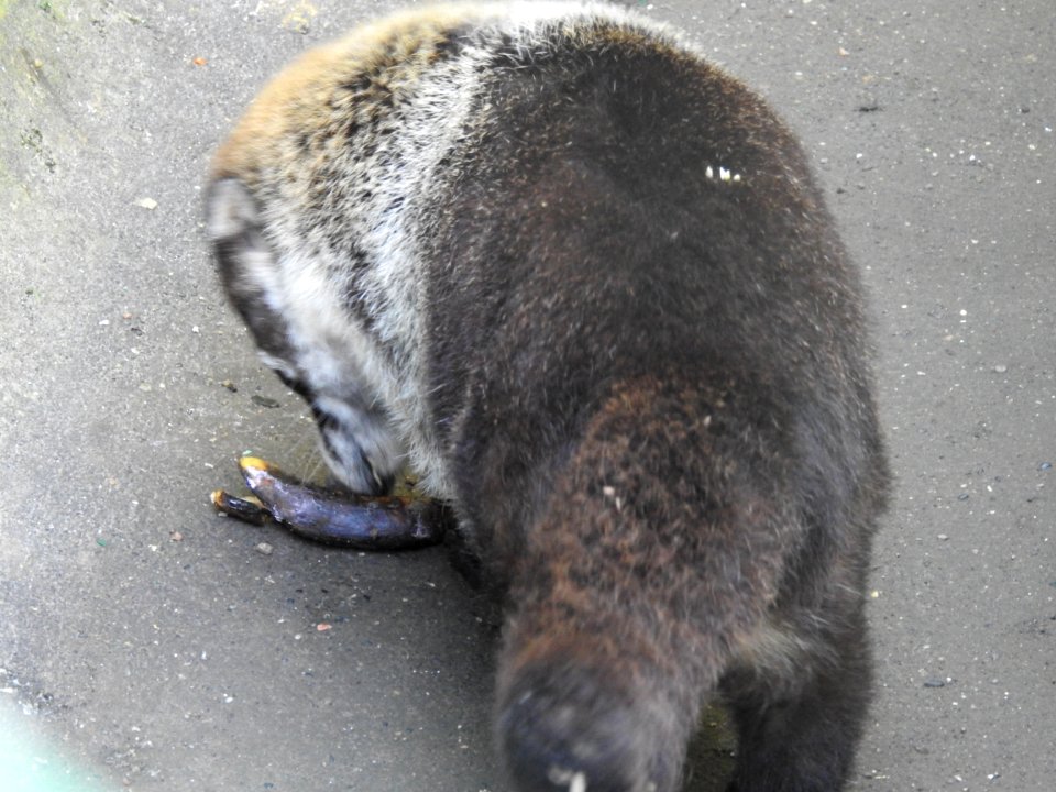 Costa Rica's Spyrogyra and Zoo
