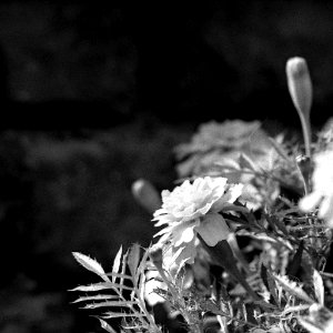 Praktica MTL 5 with Industar-61L/Z-MC - Beauties of Decay and Other Stories
