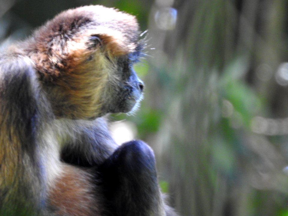 Costa Rica's Spyrogyra and Zoo