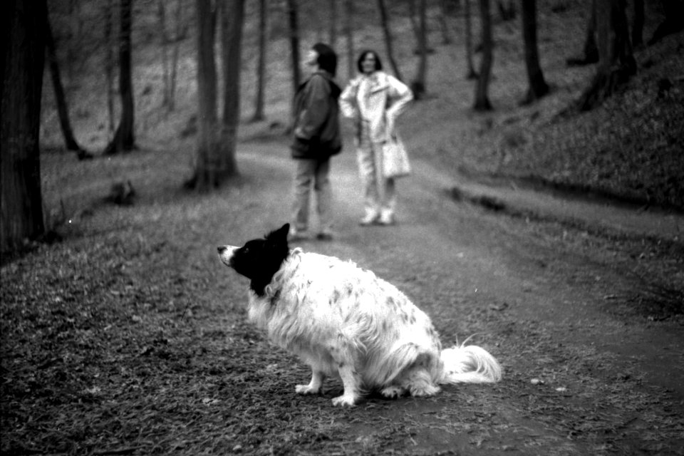 Praktica BC1 - Focused on Doggie