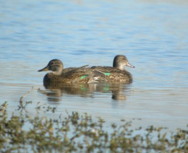 DSCN4546 c Green-winged Teal Bourbonnais Twp IL 10-12-2014