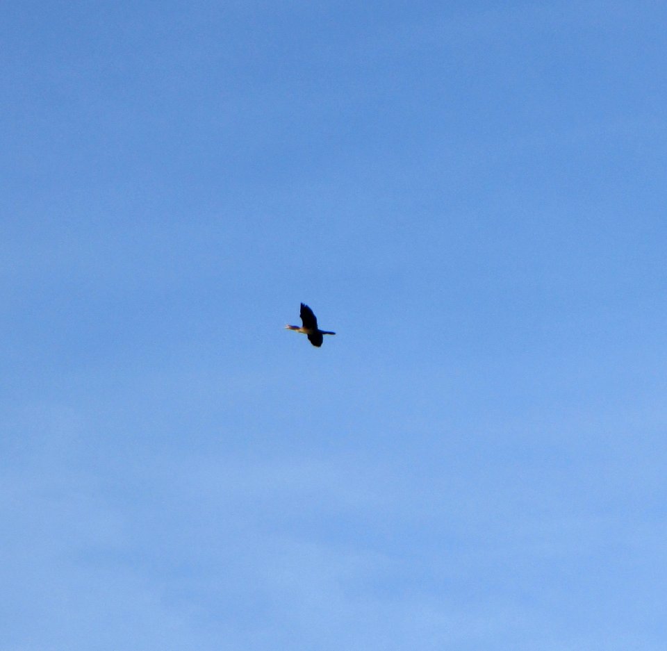 IMG 0222 c Double-crested Cormorant  Kankakee IL 9-27-2014
