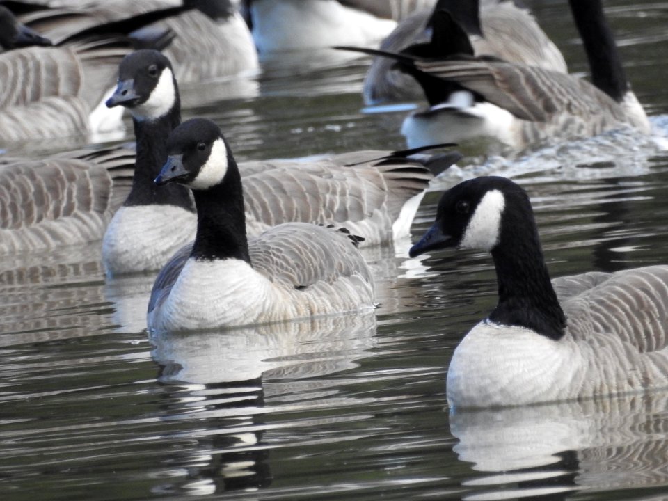 The Canadian Geese from Warren Park
