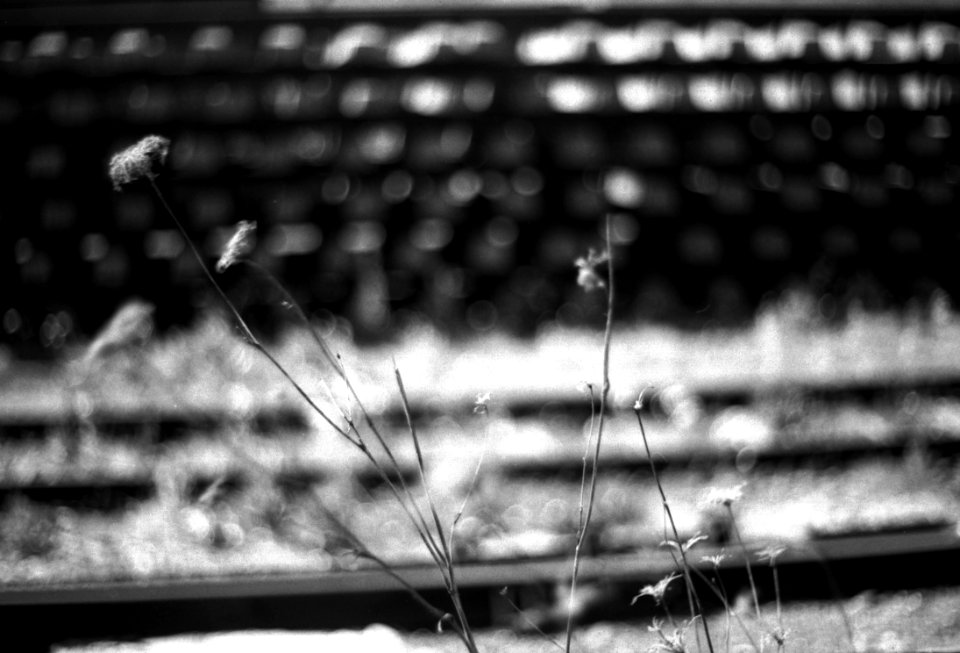 Praktica BC1 - Dead Flowers