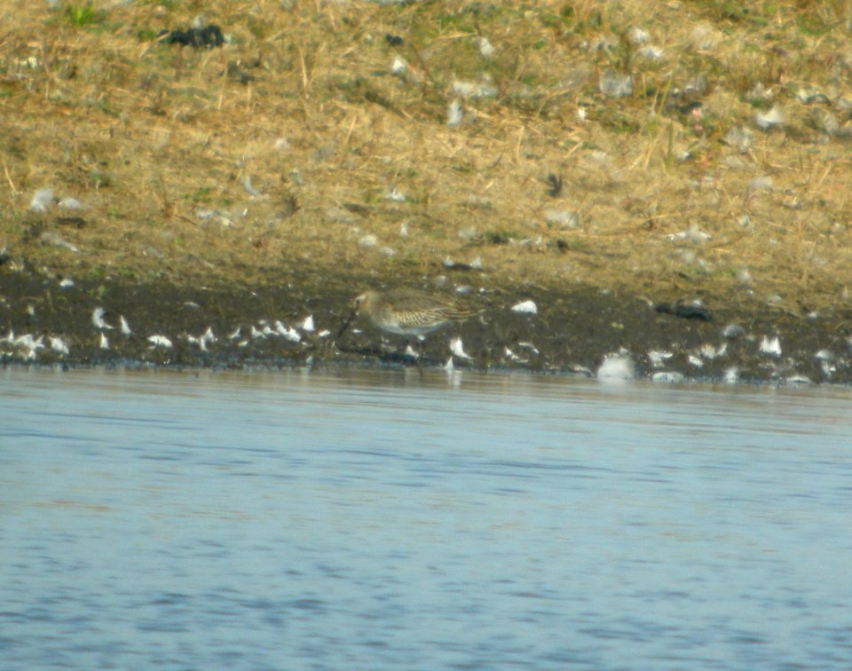 DSCN4585 c Dunlin  Bourbonnais Twp IL 10-23-2014