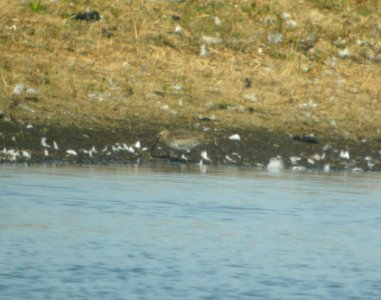 DSCN4585 c Dunlin  Bourbonnais Twp IL 10-23-2014