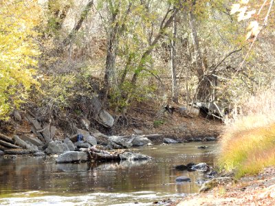 Springer Natural Area - Fort Collins.