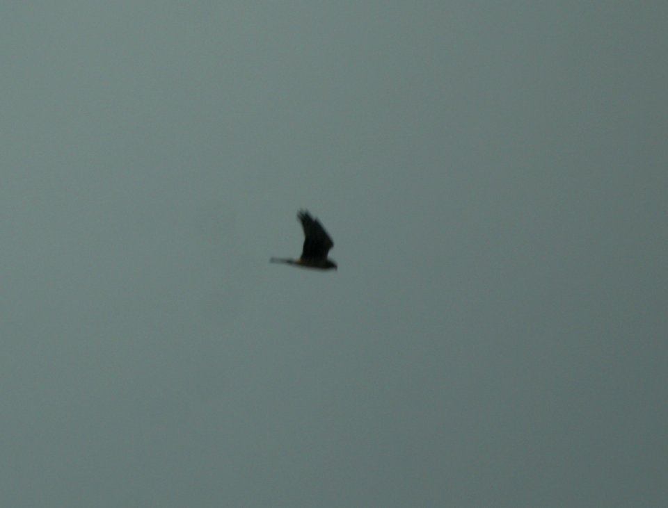 DSCN4928 c Northern Harrier  Bourbonnais IL 11-19-2014