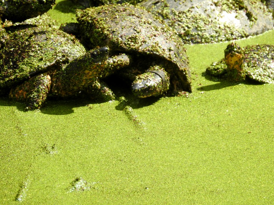 Costa Rica's Spyrogyra and Zoo