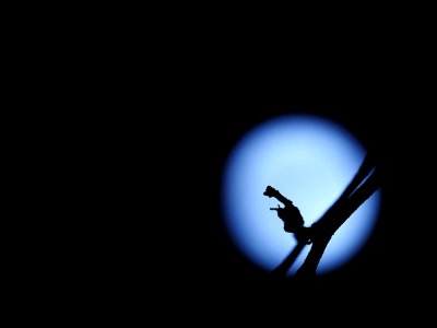The Supermoon from our garden